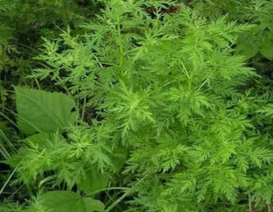 Artemisia afra - La Maison de l'Artemisia - This plant can save