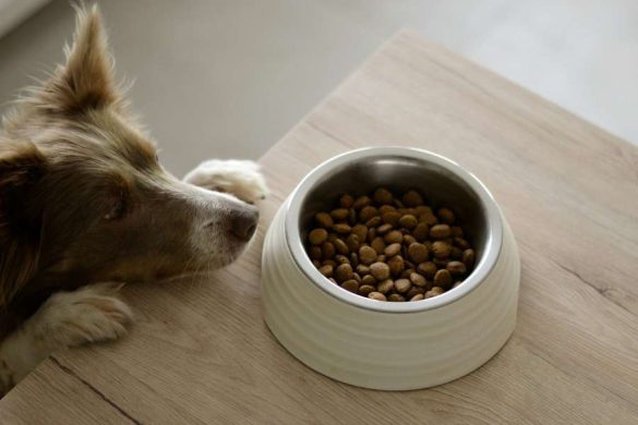 gamelle pour chien